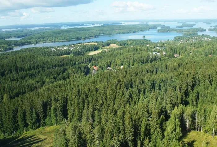 Чем отличаются финские методы лесоустройства от белорусских и в чем их сходство? фото